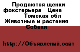 Продаются щенки фокстерьера › Цена ­ 10 000 - Томская обл. Животные и растения » Собаки   